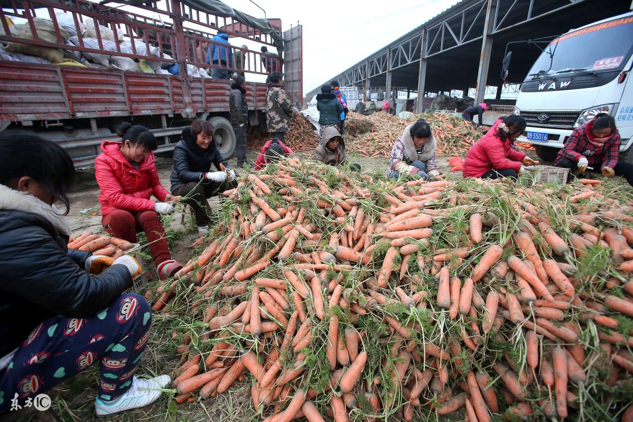 农产品种植网有哪些_农产品种植网_农业种植网下载哪个好
