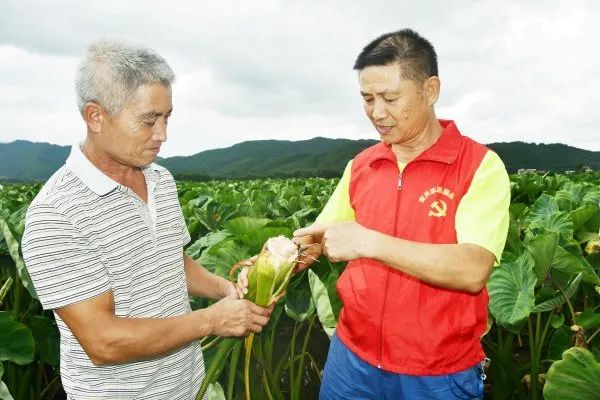 绿色贸易壁垒农产品出口案例_绿色贸易壁垒对农产品的影响_绿色贸易壁垒对农产品的影响