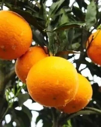 江津富硒食品一览表_江津富硒农产品_江津富硒