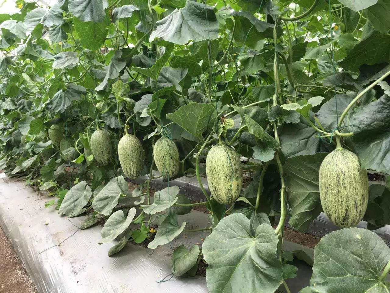 南京南农康大生物工程有限公司_南京道农康农产品_南京道康机电设备有限公司