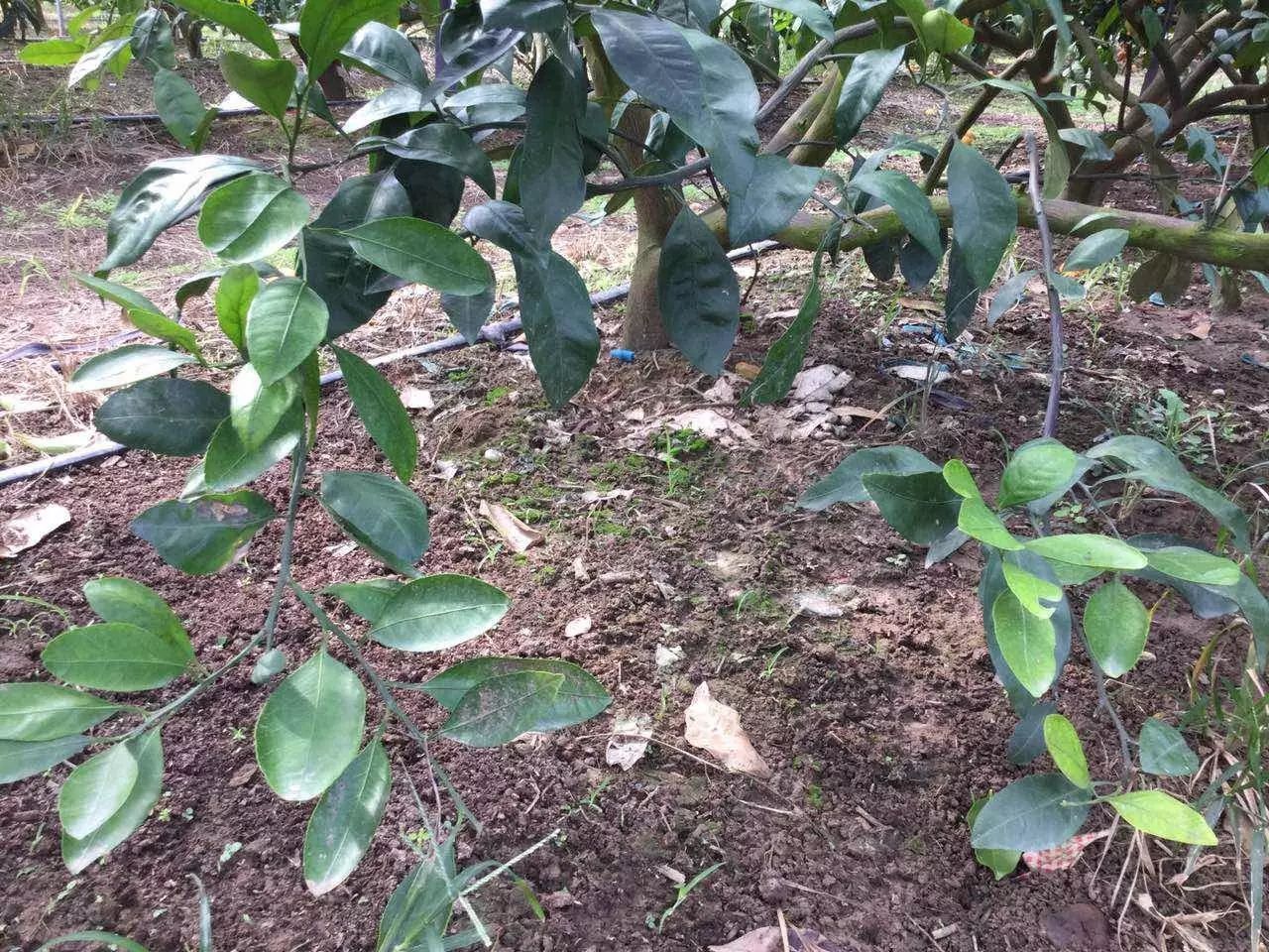 南京道农康农产品_南京南农康大生物工程有限公司_南京道康机电设备有限公司