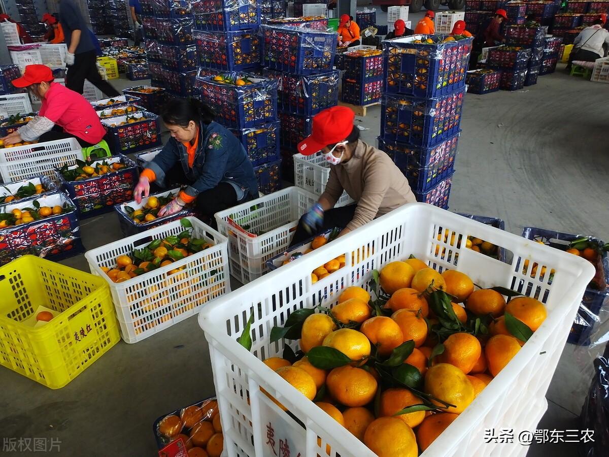农产品营销方式_农产品营销手段_农产品的营销模式