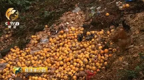 橙农网络技术有限公司怎么样_橙子农产品_农橙视频