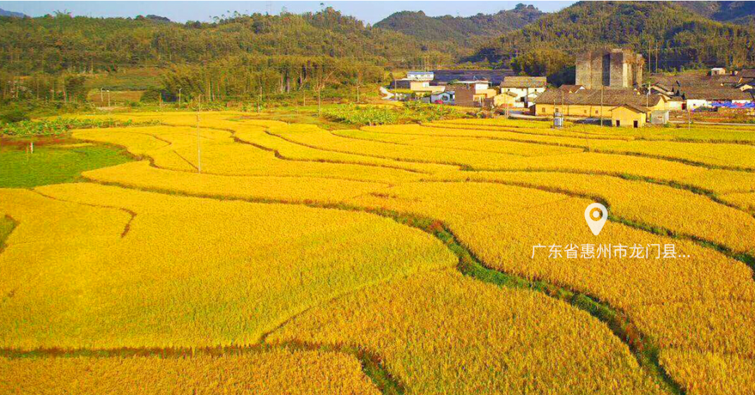 广东省特色农产品优势区_广东特色农产品区划_广东省特色农产品