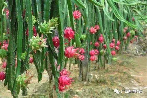 百姓农业有限公司_百色百姓网农产品_百色农氏