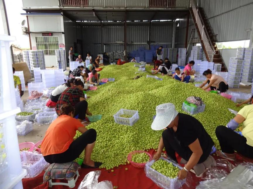 云南农产品主要有哪些_云南的农产品有哪些_云南的农产品