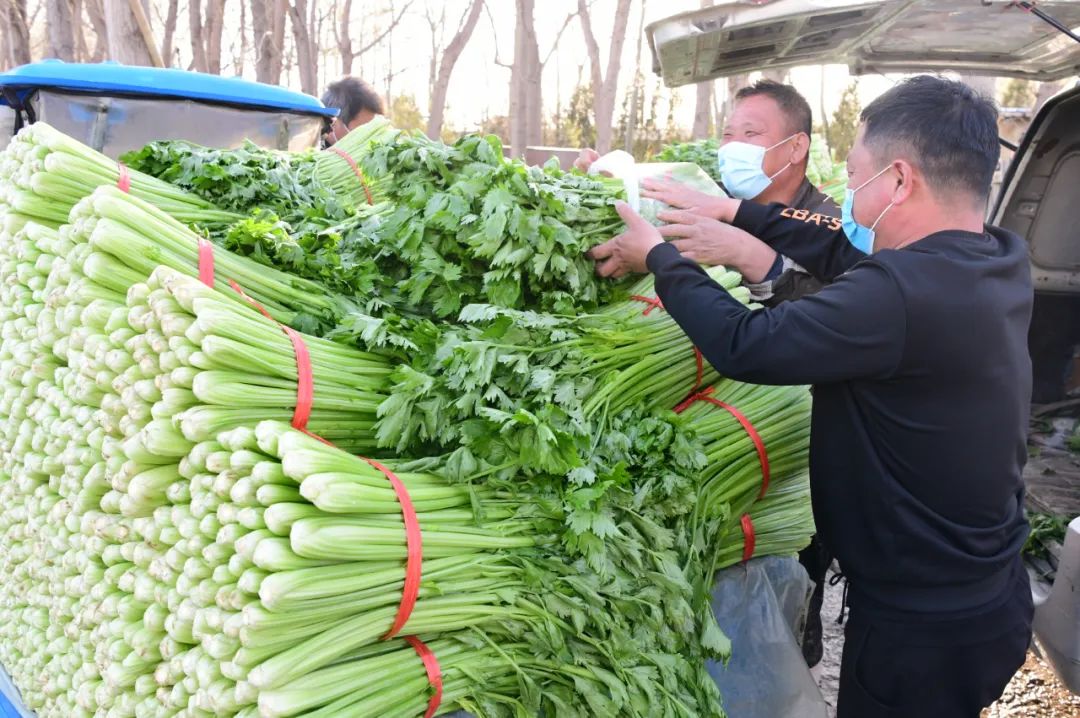 疫情期间，辛口镇强化举措畅通蔬菜销售渠道，保障市场供应