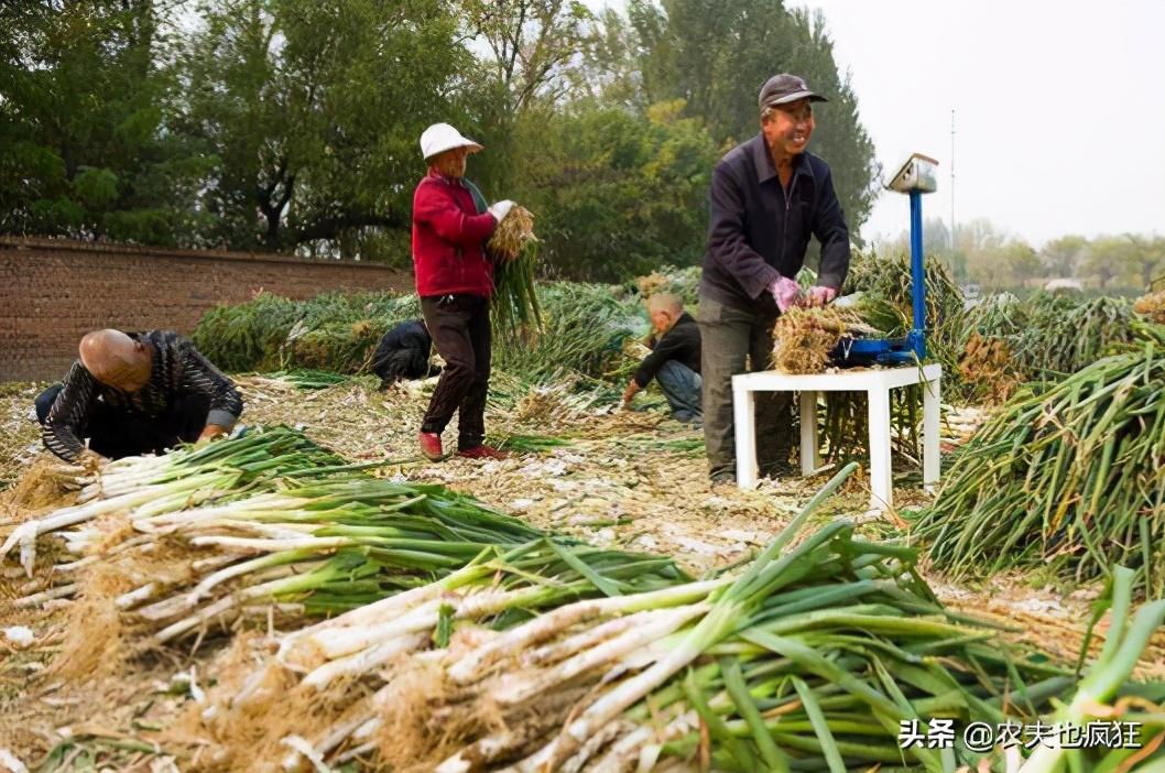 农产品涨价意味着什么_农产品涨价是好事还是坏事_农产品价格上涨