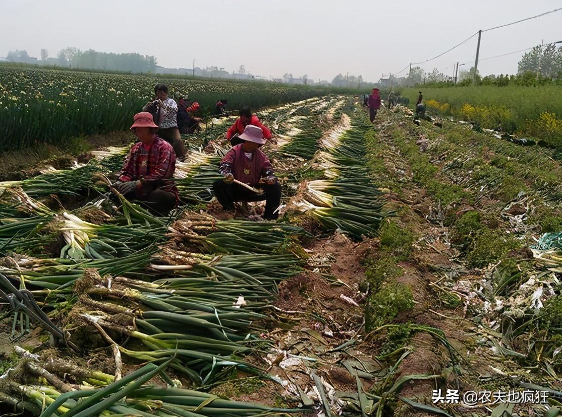 农产品涨价意味着什么_农产品涨价是好事还是坏事_农产品价格上涨