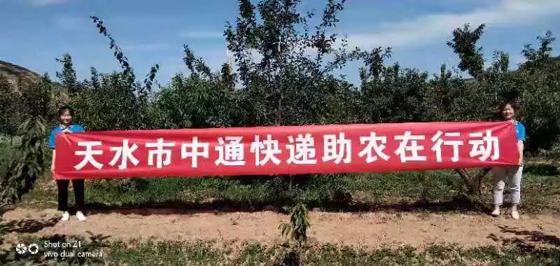 甘肃省天水市 15000 斤西梅三天售罄，中通快递助农显担当