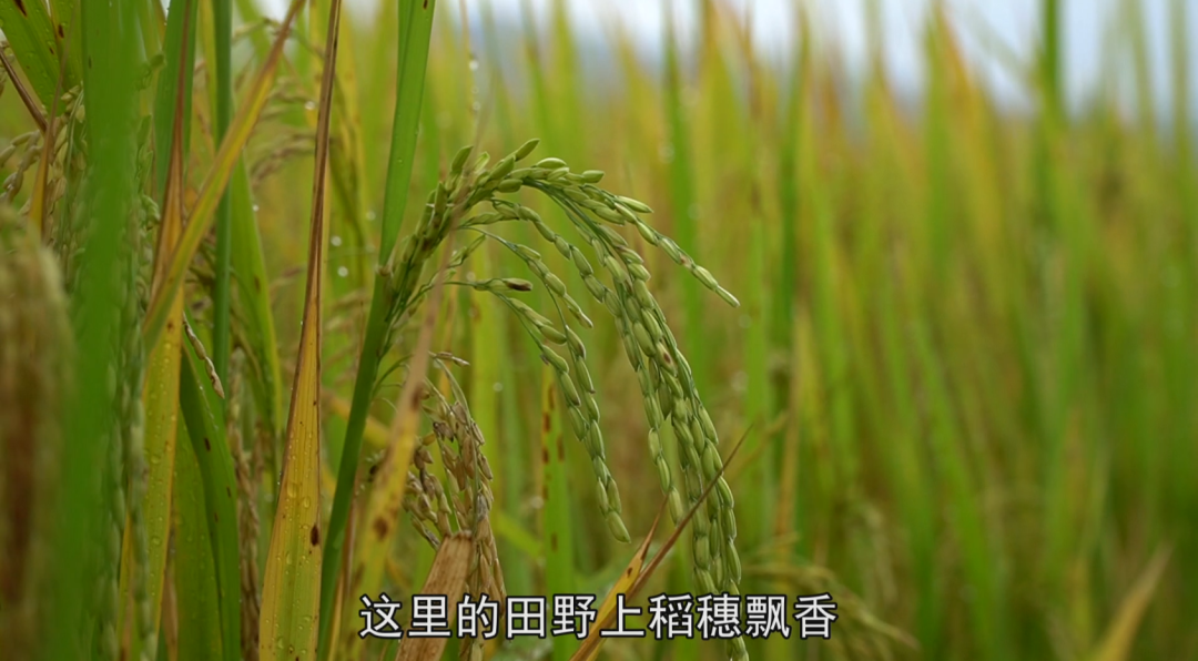 农业高附加值产品_提升农产品附加值_提升农产品的附加值