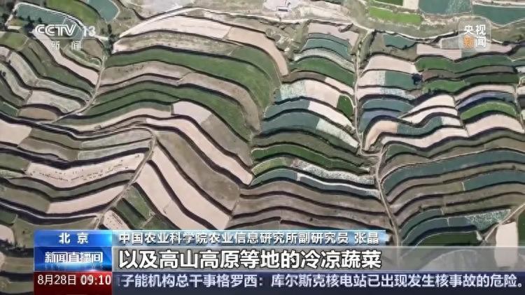 立秋后蔬菜价格上涨幅度收窄，黄瓜价格基本回落至月初水平