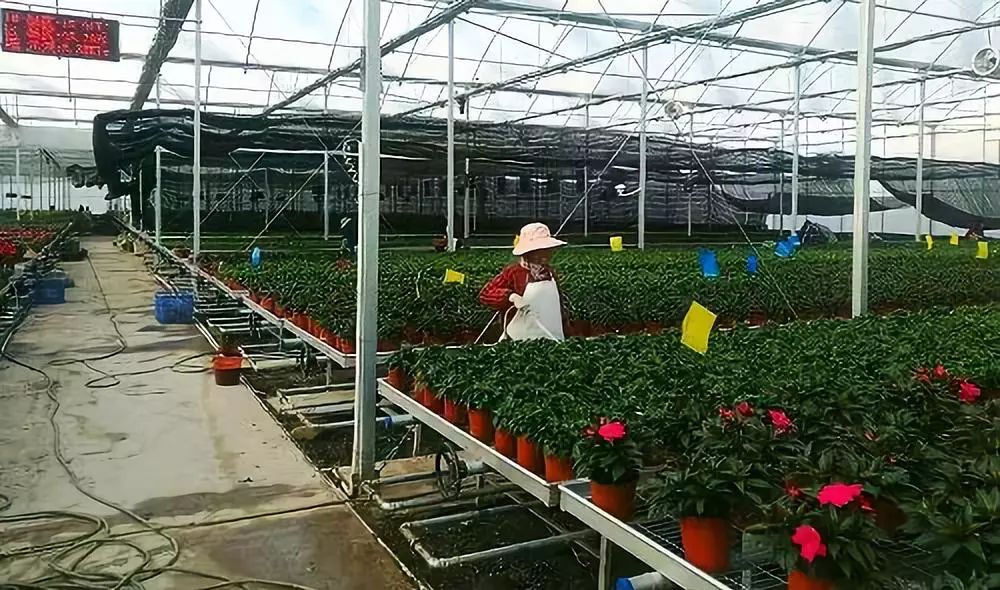 农产品:药材烤房设备烧煤_农村型煤专用的炉子_农村柴煤两用烤火炉子