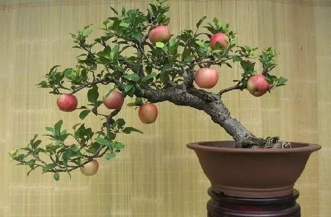 高附加值农业产品_高附加值农产品_农产品的附加值是什么意思