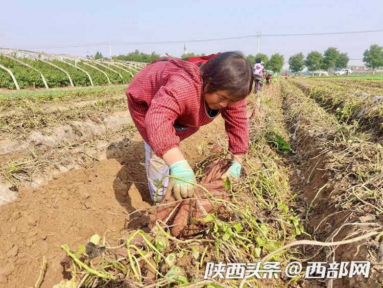 无公害农产品基地_无公害农产品产地认定_无公害农业产品