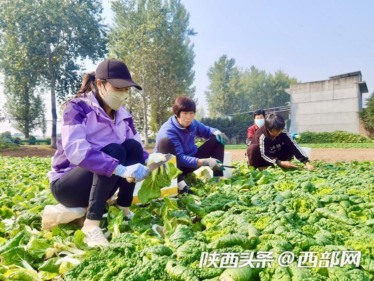 无公害农产品基地_无公害农产品产地认定_无公害农业产品