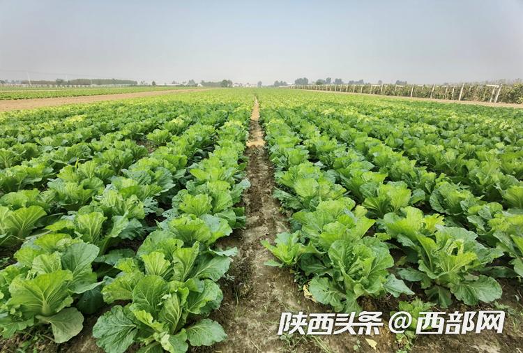 无公害农产品产地认定_无公害农业产品_无公害农产品基地