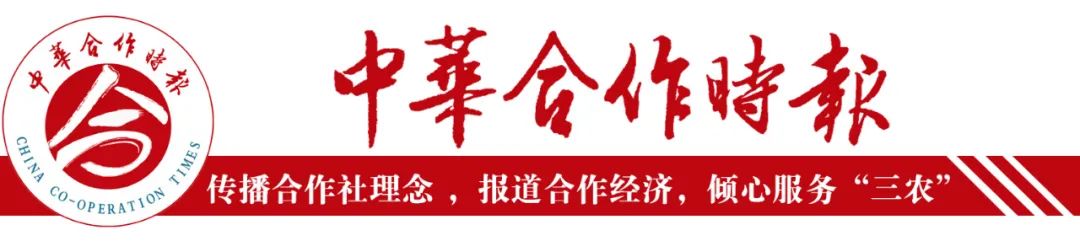 山东省供销社助力河南商丘白菜销售，解决疫情下农产品滞销难题