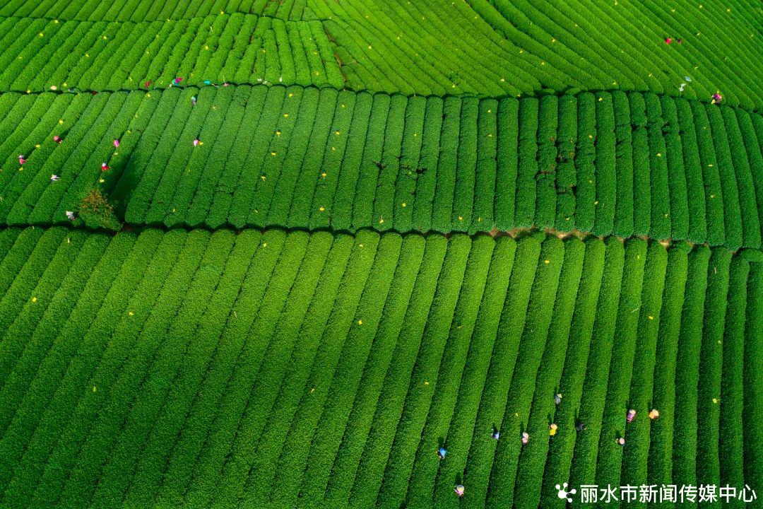 茶叶农副产品_茶叶 食用农产品_茶叶农食用产品包括哪些