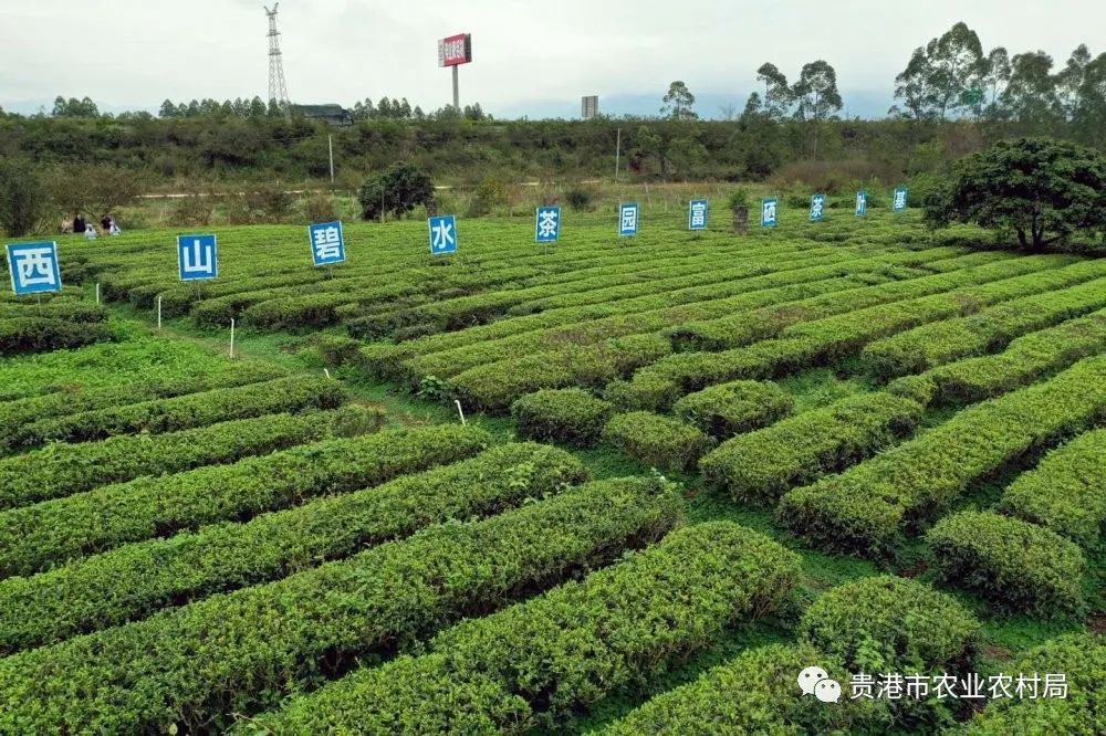广西富硒农业_广西富硒农产品有哪些_广西富硒