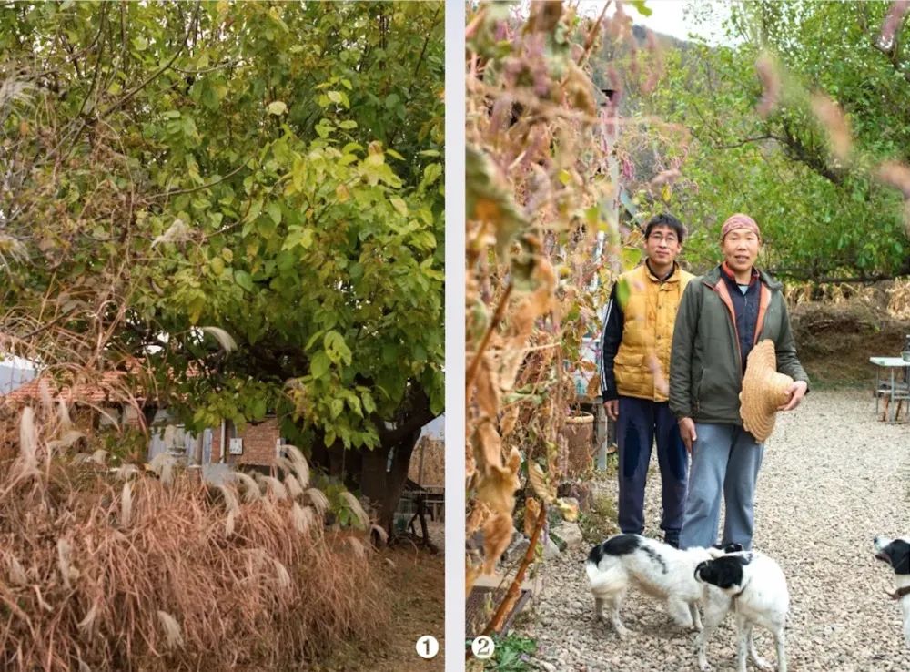 云南芋头价格最新行情_云南农产品芋头赚钱吗_云南芋头价格