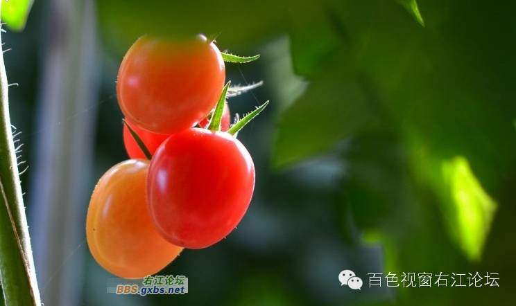 百姓农业网_百姓农业_百色百姓网农产品
