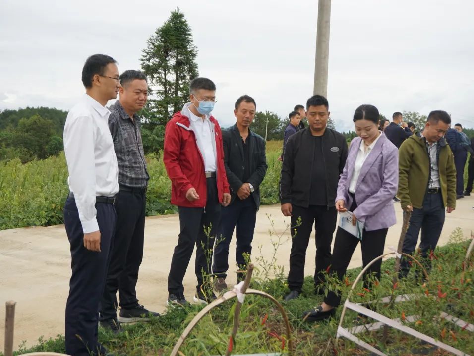特色农产品的意义_印江的特色农产品_农村特色农产品