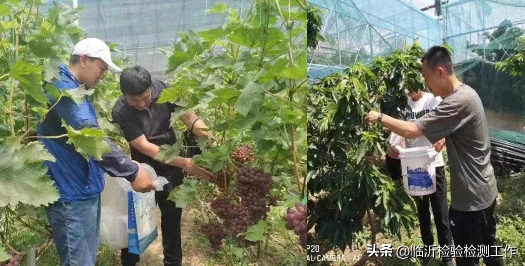 农产品检测实施方案_农产品检测设备清单_农产品检测方案