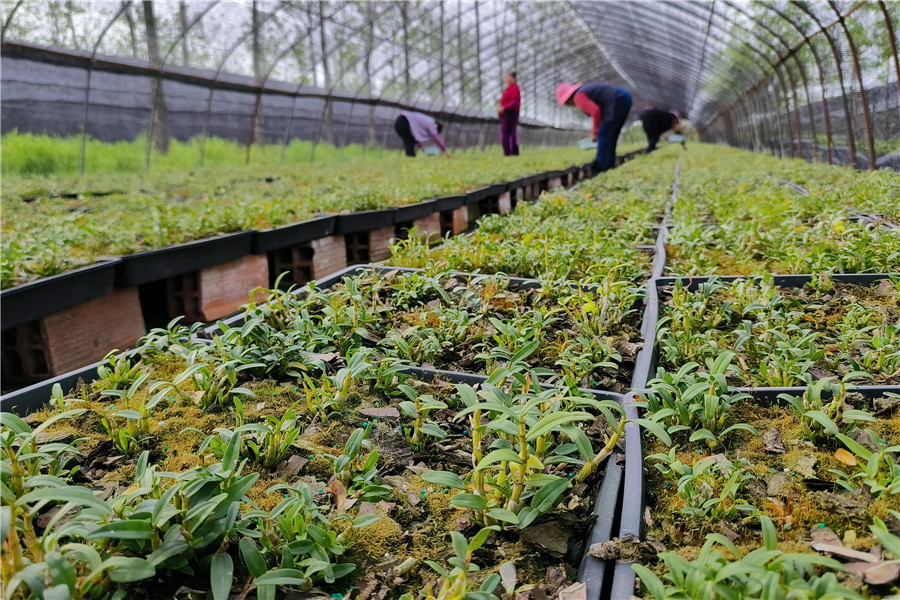 农业特色种植项目_特色农产品种植基地_农产品特色种植