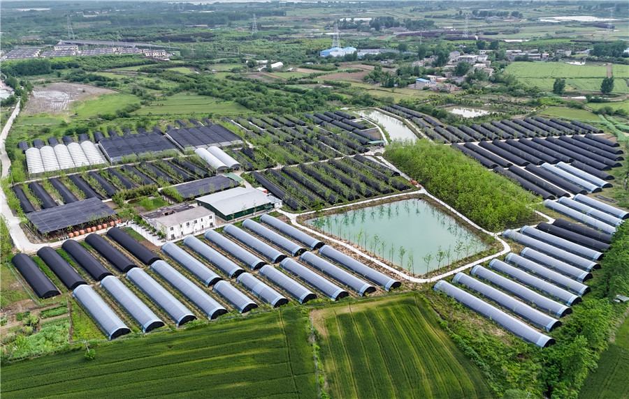 农产品特色种植_农业特色种植项目_特色农产品种植基地