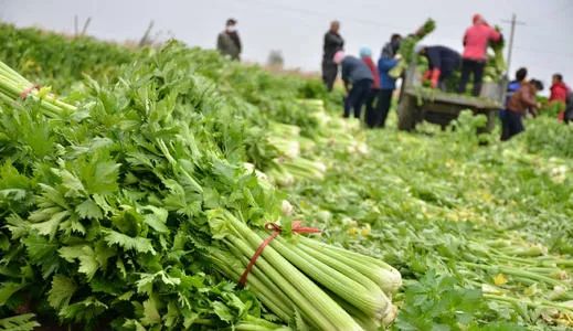 农民直销_美国农产品直销模式_农户直销