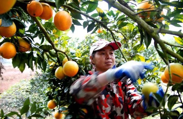 农户直销_农民直销_美国农产品直销模式