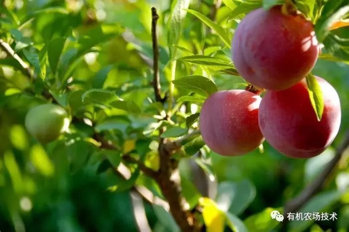 美国农产品直销模式_农民直销_农业直销模式