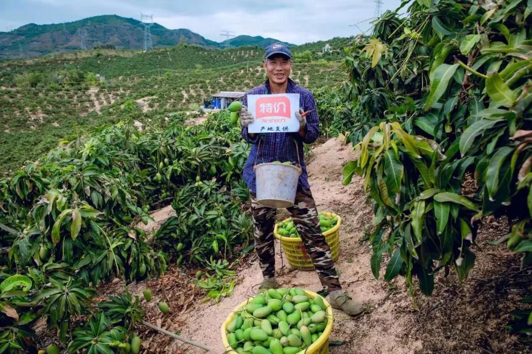 海南果农聂宗清：数字化助力芒果产业，年收入轻松突破百万