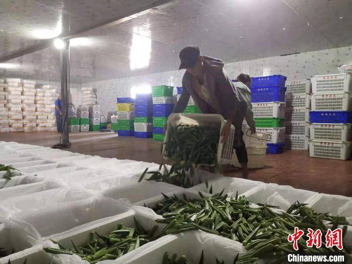 海南农产品反季节优势_海南反季节蔬菜的区位因素_海南种植反季节蔬菜的条件