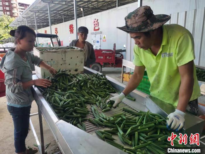 海南农产品反季节优势_海南种植反季节蔬菜的条件_海南反季节蔬菜种植