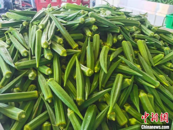 海南反季节蔬菜种植_海南种植反季节蔬菜的条件_海南农产品反季节优势