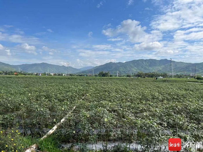 海南反季节蔬菜的区位因素_海南反季节蔬菜_海南农产品反季节优势