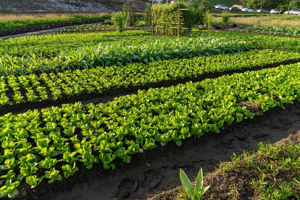 无公害农产品基地_无公害农产品产地认定_无公害农业产品