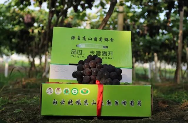 新疆农业农村厅app_新疆农产品信息网_新疆农业信息门户网