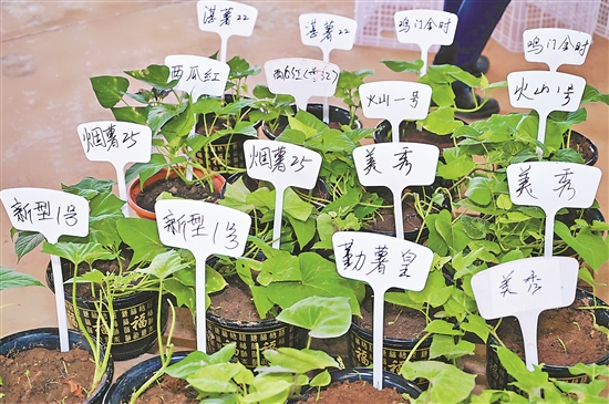 广东农业名牌产品_广东农产品排名_广东地区农产品