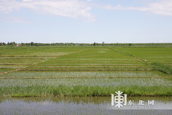 黑龙江农副产品交易市场_黑龙江农产品集散地_黑龙江农产品批发市场