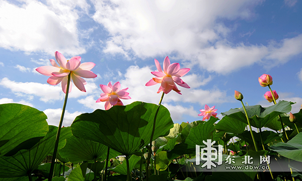 黑龙江农产品集散地_黑龙江农产品批发市场_黑龙江农副产品交易市场