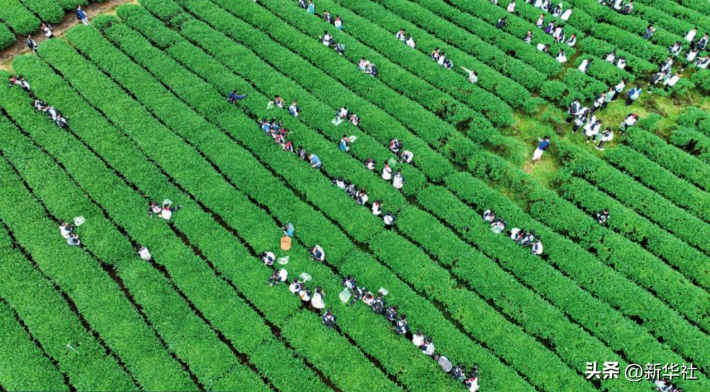 福建茶文化源远流长，习近平强调统筹茶文化、茶产业、茶科技发展
