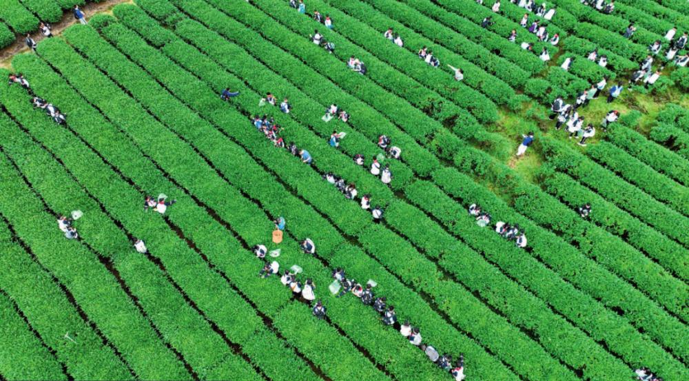 茶叶属于农产品吗_茶叶属于农产品吗税务方面_茶叶属于食用农产品范围