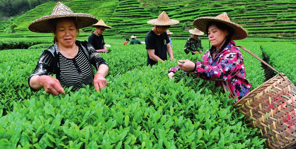 茶叶属于农产品吗税务方面_茶叶属于农产品吗_茶叶属于食用农产品范围