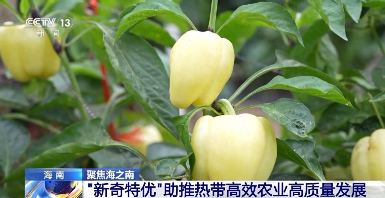 海南种业新突破：水果辣椒、彩虹西瓜等特色农产品引领农业创新潮流