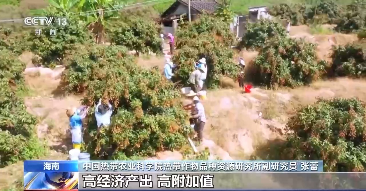 可以种植的特色农产品_农业特色种植项目_农产品种植项目