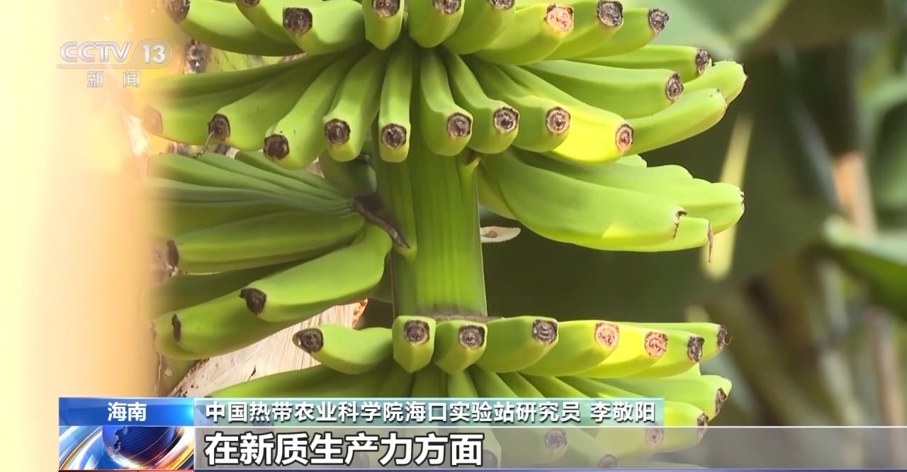 农产品种植项目_农业特色种植项目_可以种植的特色农产品