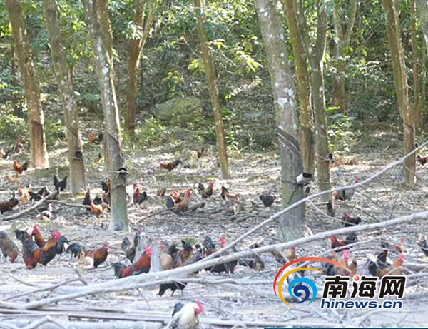 无公害农产品认证机构_无公害农产品认证食品_无公害农产品认证要求